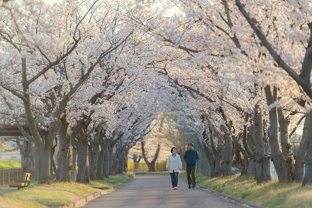 Sakura i sigte: Den ultimative guide til japans fortryllende kirsebærblomster